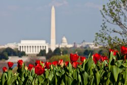 DCtulips.jpg