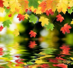 beautiful-colorful-leaves-boon-mee.jpg