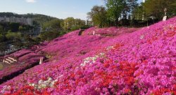 PropJapaneseAzaleas31Mar16_large.jpg