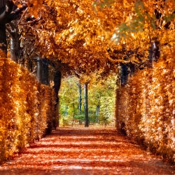 austria-autumn-autumn-leaves-3121232.jpg