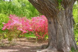 Arnold-Arboretum-LR.jpg