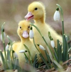 springtime-ducklings.jpg