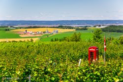 luckett-vineyards.jpg