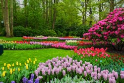 spring bulbs.jpg
