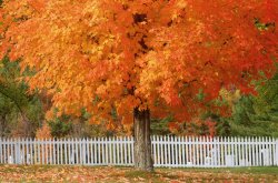 sugar-maple-orange-big-592f56115f9b58595037aec6.jpg