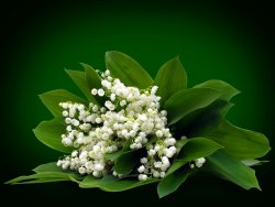 1_lily_of_the_valley.jpg