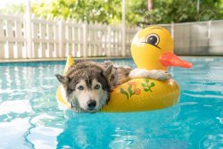 dog8.jpg