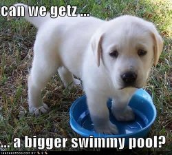 dog4.jpg