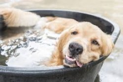 dog2.jpg