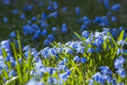 squill.jpg