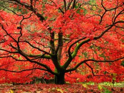 red-maple-parke-fall-trees-color-leaves.jpg