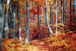 fall-3089995__480.jpg