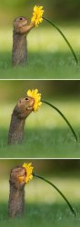 animals-photography-dick-van-dujin-80-5d77871281a3e__700.jpg