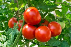 tomatos.jpg