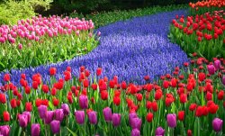 keukenhof-flowers-tulips-hyacinths.jpg