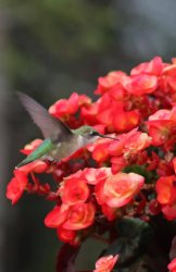 humming bird.jpg