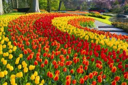 Keukenhof_Gardens_Getty.jpg