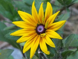 late autumn bloom.JPG