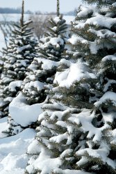 three-snow-covered-pine-trees-101176527.jpg