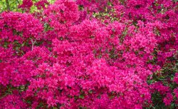 types-of-spring-flowers-section-3.jpg