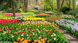 keukenhof.png