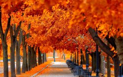 Fantastic-Autumn-Leaves-Wallpaper.jpg
