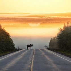 moose in cb.jpg