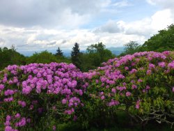 craggyrhodo.jpg