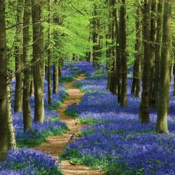 spring-landscape-photography-tips-5-bluebells.jpg