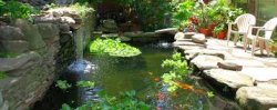 pond.jpg