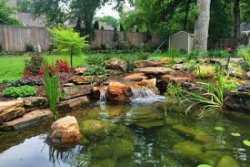 pond 2.jpg