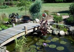 pond 3.jpg