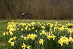 800px-Barn_daffodils.jpg