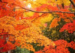 Autumn-in-Tokyo-Fall-Leaves.jpg