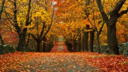 fall-foliage-13.jpg