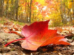 signs-of-autumn.jpg