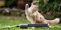 cat.jpg