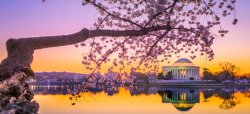 jefferson-memorial-in-spring-picture-id636227008.jpg