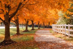 when-is-peak-fall-foliage-dc.jpg