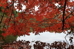 autumn-red-trees-red-nature-tree-trees-leaves-forest-fall.jpg