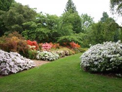 azalea-way-9.jpg