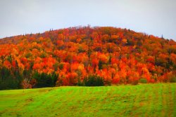 fall.jpg