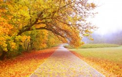 rabstol_net_autumn_22.jpg