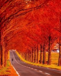 red trees.jpg