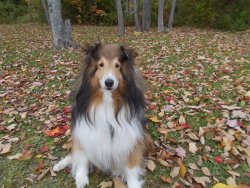 skye in fall.jpg