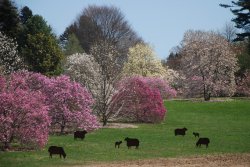 Spring-Magnolias-Paul-Meyer-680uw.jpg