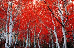 red leaves.jpg