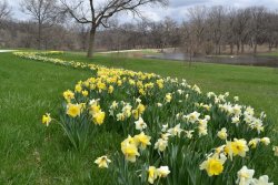 Daffodil Blooms 004_small.jpg