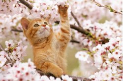 japan-cherry-blossoms-and-kitten.jpg