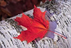 maple leave.jpg